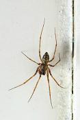 huiswevertje (lepthyphantes leprosus) 12-2011 3310